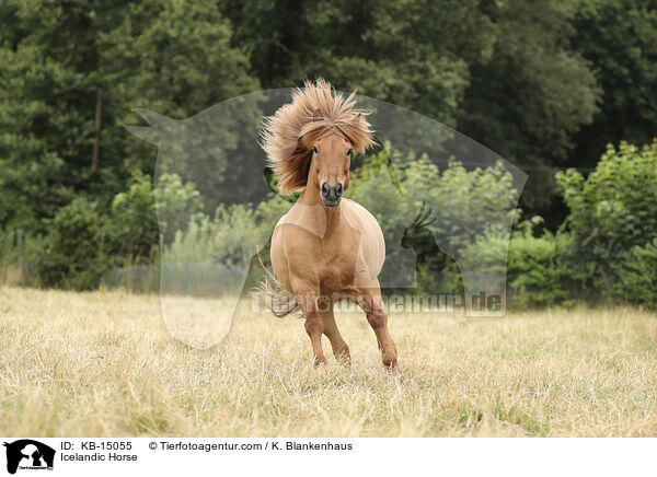 Islnder / Icelandic Horse / KB-15055