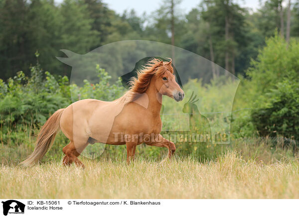 Islnder / Icelandic Horse / KB-15061