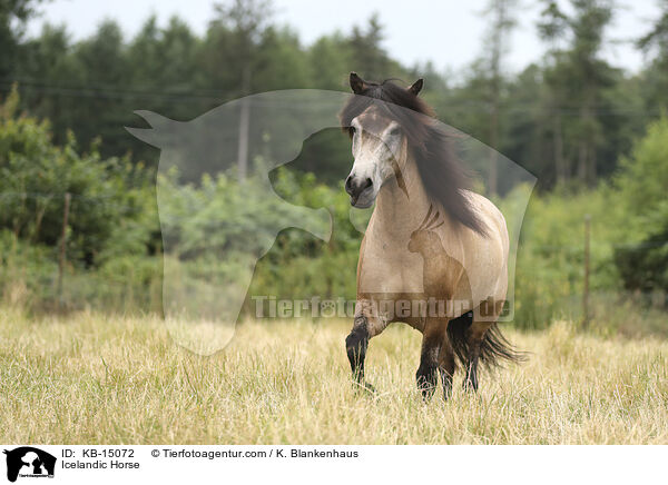 Icelandic Horse / KB-15072