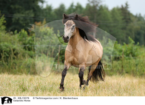 Icelandic Horse / KB-15078