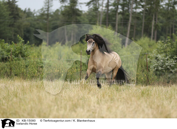 Islnder / Icelandic Horse / KB-15080