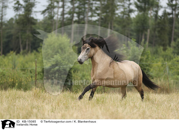 Islnder / Icelandic Horse / KB-15085