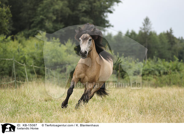 Icelandic Horse / KB-15087