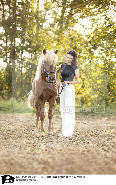 Islnder / Icelandic Horse / JAM-06051