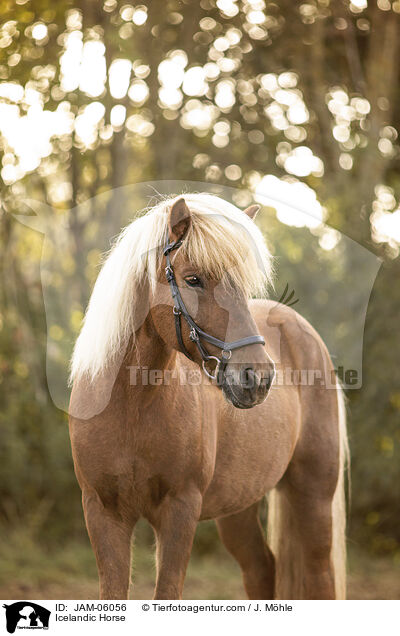 Icelandic Horse / JAM-06056