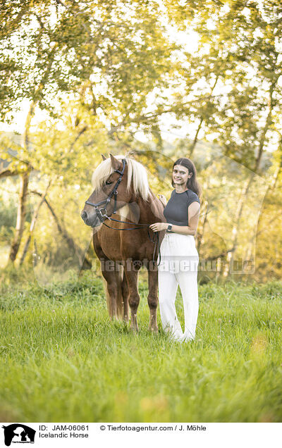 Icelandic Horse / JAM-06061