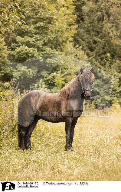 Islnder / Icelandic Horse / JAM-06195