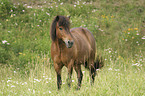 Icelandic horse