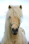 Islandic horse Portrait