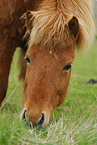 Islandic horse Portrait