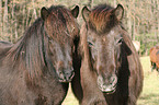 icelandic horse portrait