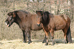 icelandic horse