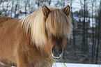 Islandic horse portrait