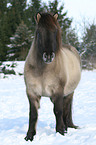 Islandic horse