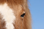 Icelandic Horse