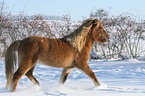 Icelandic horse in snow