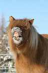 Icelandic horse in snow