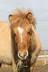 icelandic horse