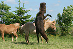 playing Icelandic Horses