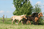 Icelandic horse