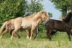 playing Icelandic Horses