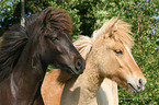 Islandic Horse Portrait