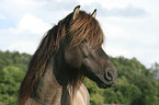 Icelandic horse stallion