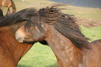 Icelandic horses