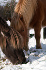 Icelandic horses