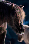 Icelandic horse