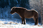 Icelandic horse