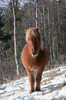 Icelandic horse