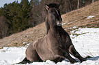 Icelandic horse