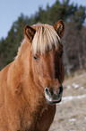 Icelandic horse