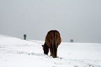 Icelandic horses