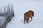 Icelandic horse