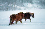 Icelandic horses