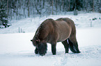 Icelandic horse