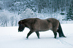 Icelandic horse