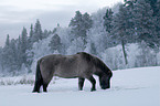 Icelandic horse