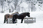 Icelandic horses