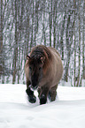 Icelandic horse