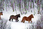 Icelandic horses