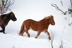 Icelandic horses