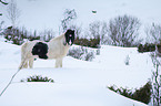 Icelandic horse