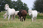 Icelandic horses