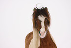 Icelandic horse portrait