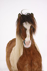 Icelandic horse portrait