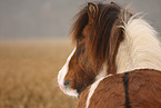 Icelandic horse