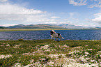 trotting Icelandic horse